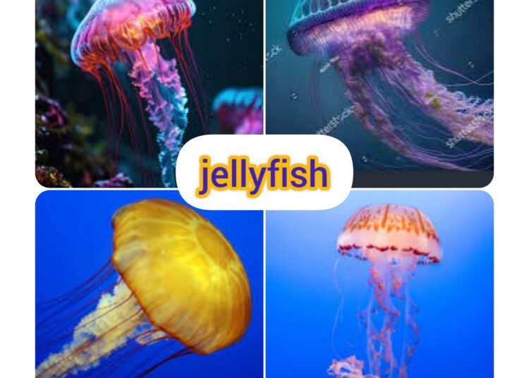 jellyfish viral video