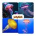 jellyfish viral video