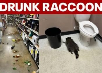 drunk racoon video